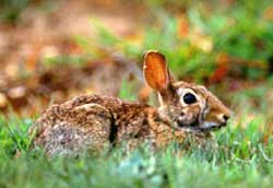 wildlife